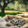 Olio EVO Extravergine di Oliva 100% Italiano Spremuto a Freddo | Acquisto periodico ogni 3 mesi | 3 Litri - immagine 6