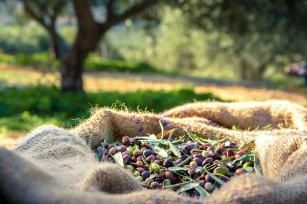 Olio EVO Extravergine di Oliva 100% Italiano Spremuto a Freddo | Acquisto periodico ogni 3 mesi | 3 Litri - immagine 6